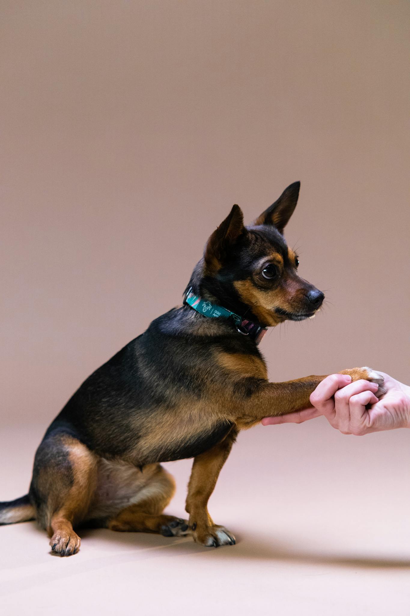 A cute dog extends its paw to a person in a professional studio shot.