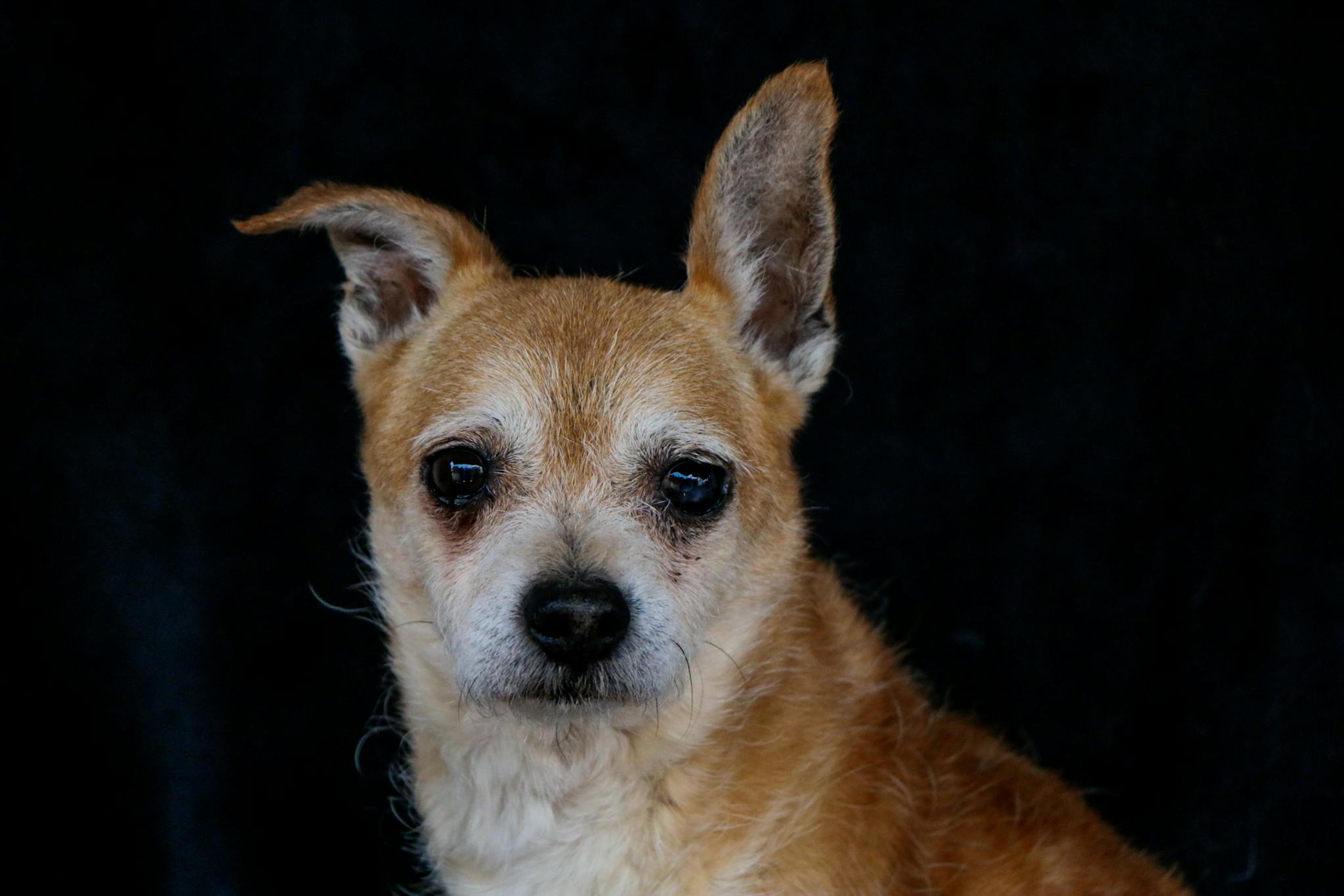 Adorable Chihuahua dog close-up in a studio setting, showcasing its expressive face and fur details.