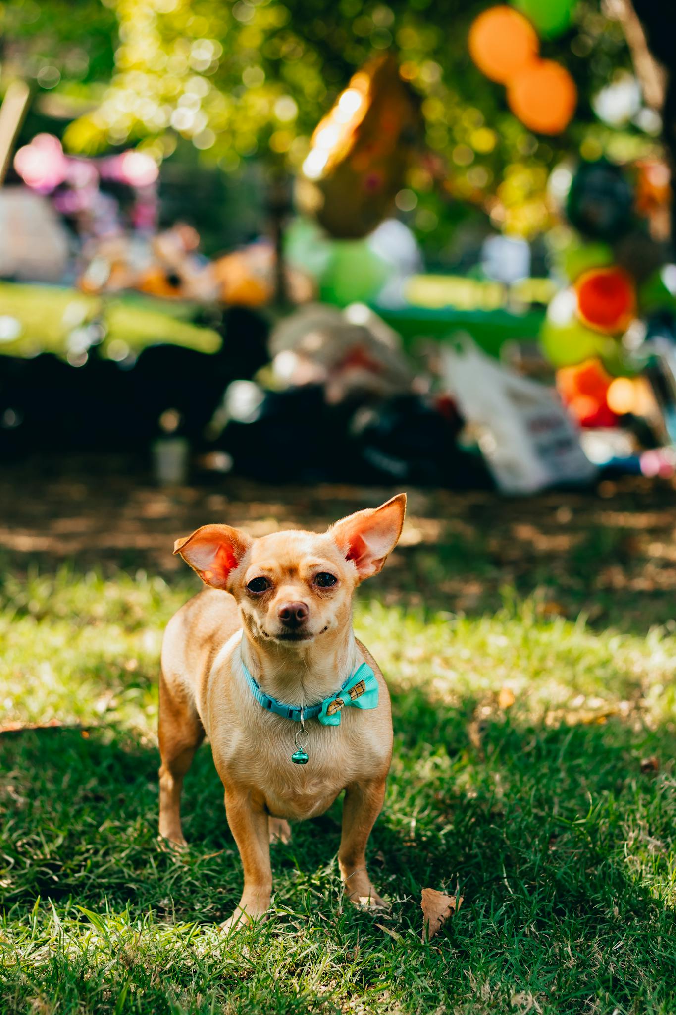 Adorable Chihuahua dog standing on grass in vibrant outdoor park setting.