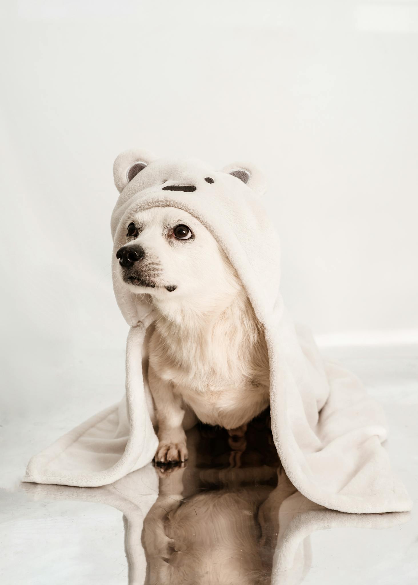 Adorable small white dog in a bear-hood blanket on a reflective white surface, perfect for pet-themed projects.