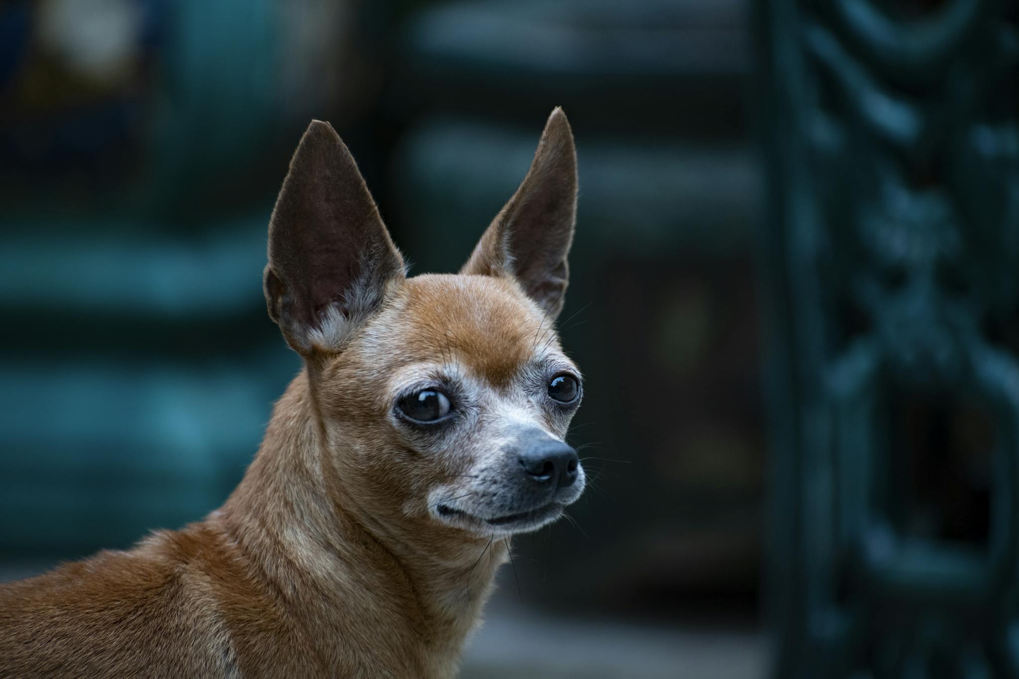 Close-up portrait of a Chihuahua with focused eyes and raised ears, outdoors.