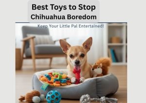 an image of chihuahua with a boredom