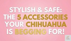 a text based image where written - Chihuahua Accessories Guide: Essentials for Comfort, Safety, and Emotional Expression