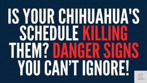 a text based image where written - Chihuahua Hypoglycemia: Feeding Schedule & Emergency Signs