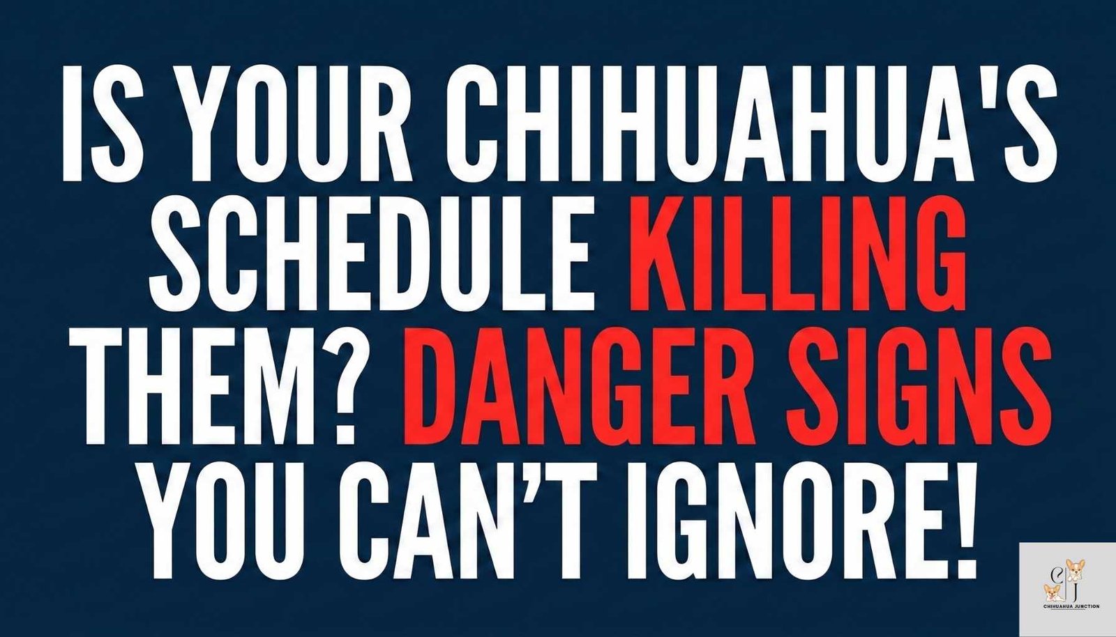 a text based image where written - Chihuahua Hypoglycemia: Feeding Schedule & Emergency Signs