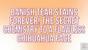 a text based image where written - Tear Stain Chemistry: Why Your Chihuahua’s Face Stains and How to Fix It