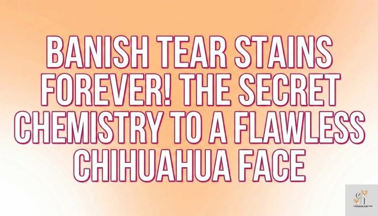 a text based image where written - Tear Stain Chemistry: Why Your Chihuahua’s Face Stains and How to Fix It