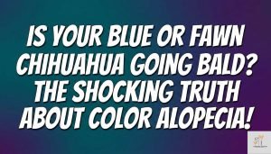 a text based image where written - Color Dilution Alopecia: Why Blue and Fawn Chihuahuas Lose Hair