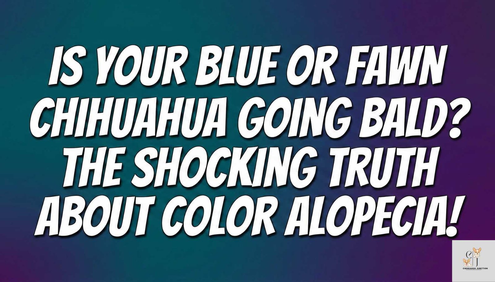a text based image where written - Color Dilution Alopecia: Why Blue and Fawn Chihuahuas Lose Hair