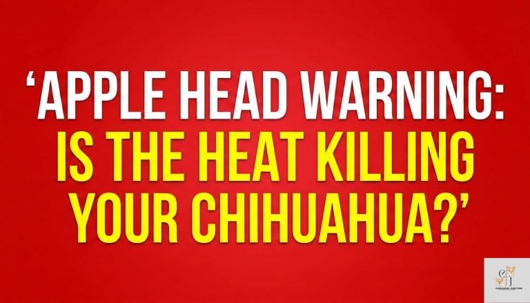 a text based image where written - The Brachycephalic Reality: Managing Heat Risks in Extreme Apple Head Chihuahuas