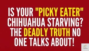 a text based image where written - The “Picky Eater” Danger: When a Chihuahua’s Refusal to Eat Becomes a Medical Emergency