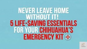 a text base image where written -Hypoglycemia Emergency Kit: 5 Essentials Every Chihuahua Owner Must Carry