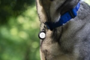 A golden retriever wearing a dog collar with an Apple AirTag holder attached.