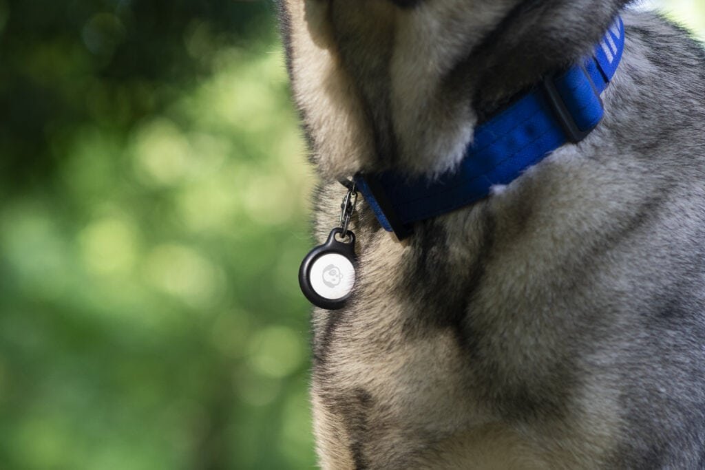 A golden retriever wearing a dog collar with an Apple AirTag holder attached.