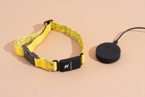 A golden retriever wearing a modern Fi GPS dog collar in a park.