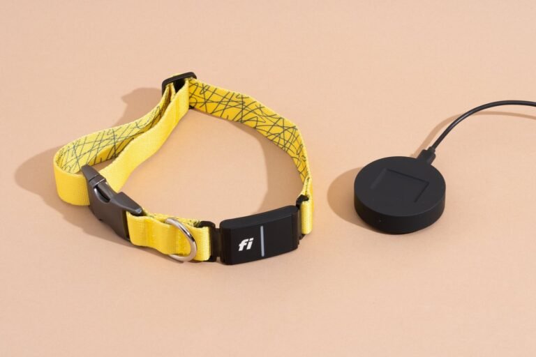 A golden retriever wearing a modern Fi GPS dog collar in a park.